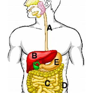 digestion