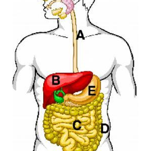 digestion