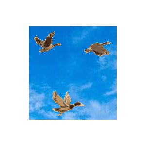 Canards